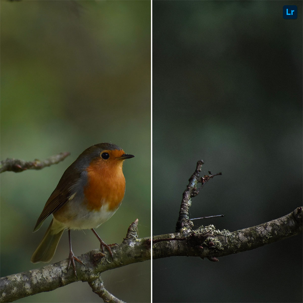 Rouge Gorge Remix Photoshop Lightroom