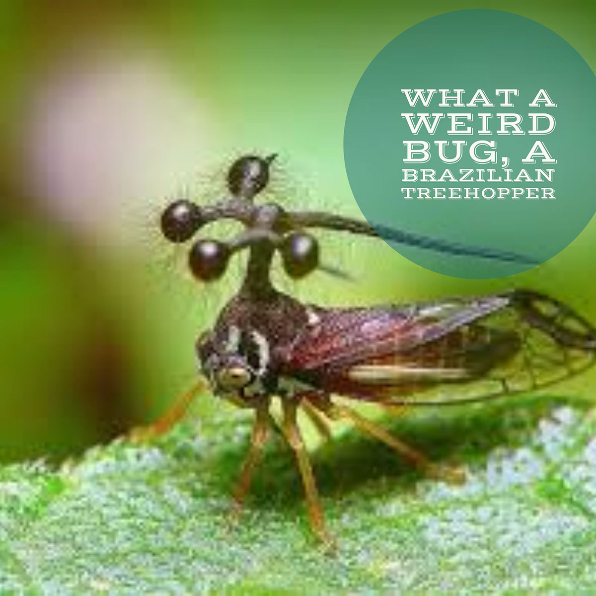 What a weird bug, a Brazilian Treehopper