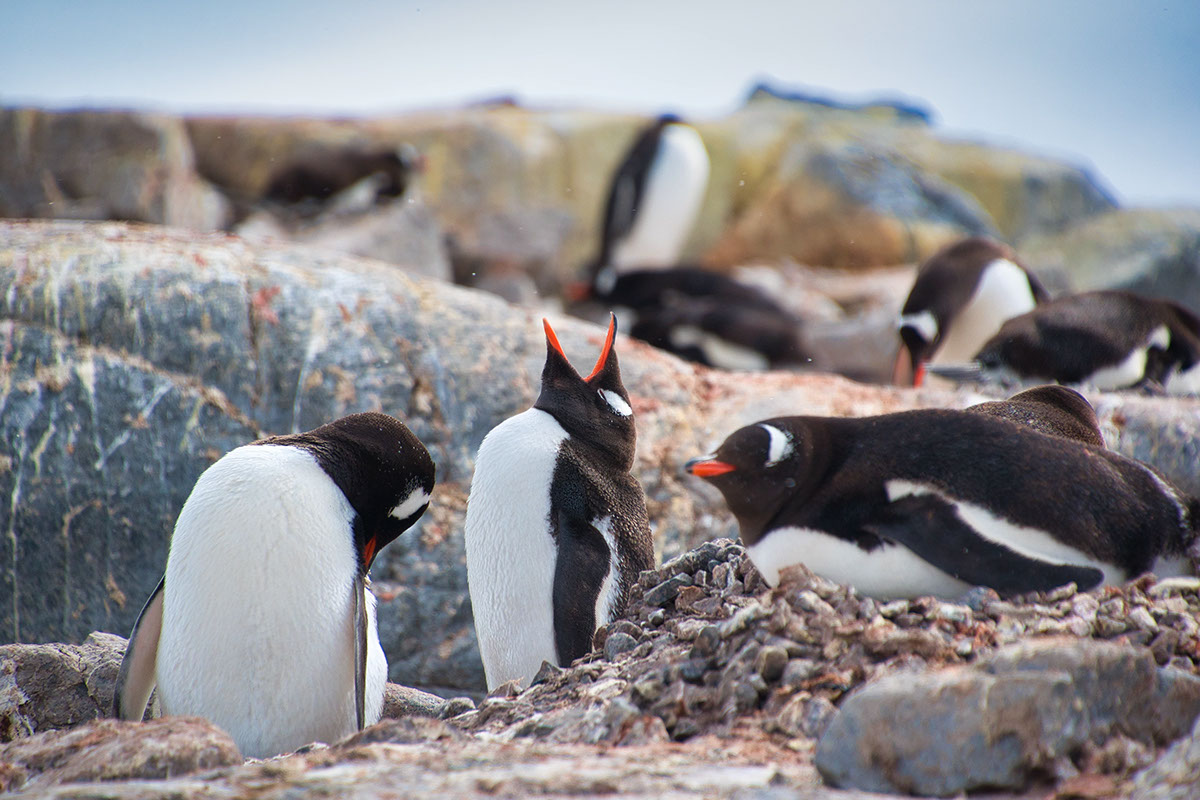 Guardian de Pinguinos Un Legado de Conservacion rendition image
