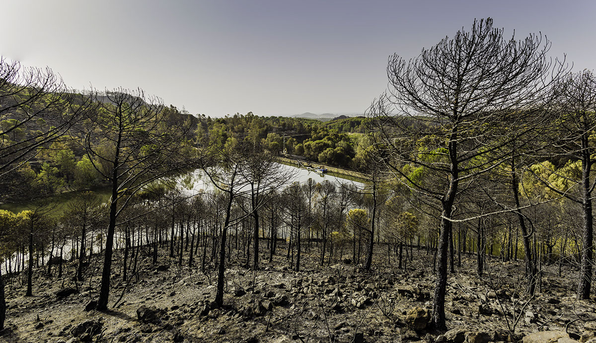 Desafios visuales de la deforestacion en Argentina rendition image
