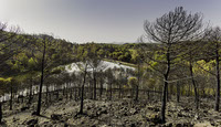 Desafios visuales de la deforestacion en Argentina