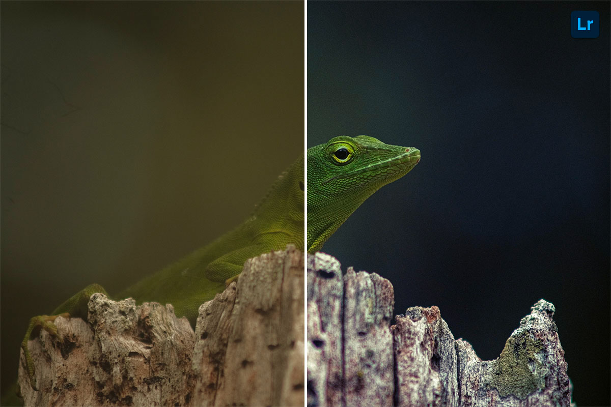 Jamaican Green Lizard | Edit | Photoshop Lightroom
