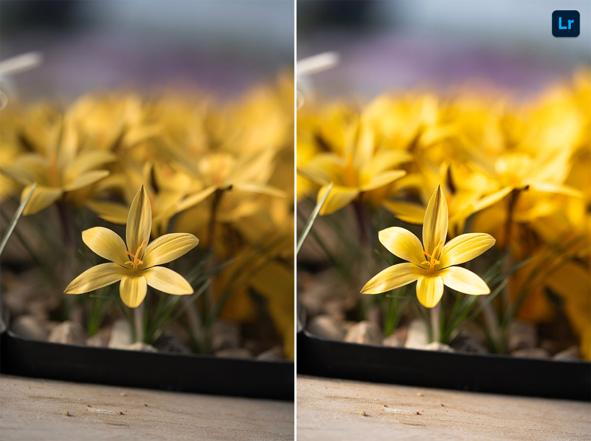 Bloom | Remix | Photoshop Lightroom