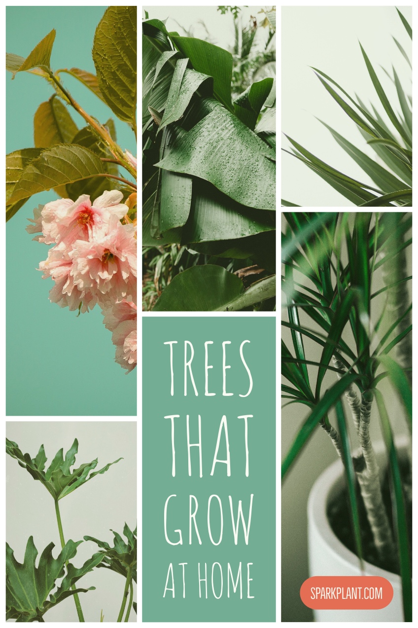 Green Houseplant Pinterest Graphic with Collage trees that grow  at home sparkplant.com