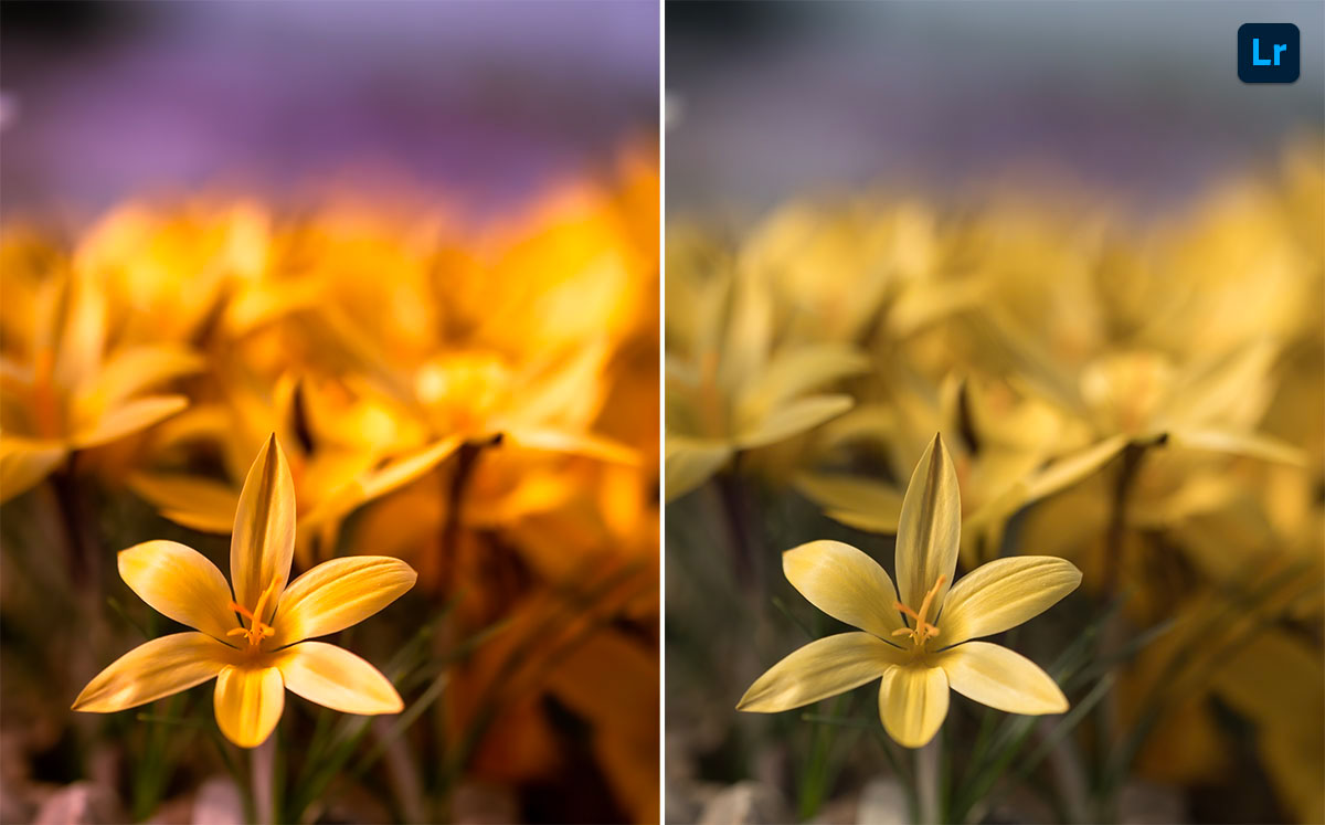 Bloom | Remix | Photoshop Lightroom