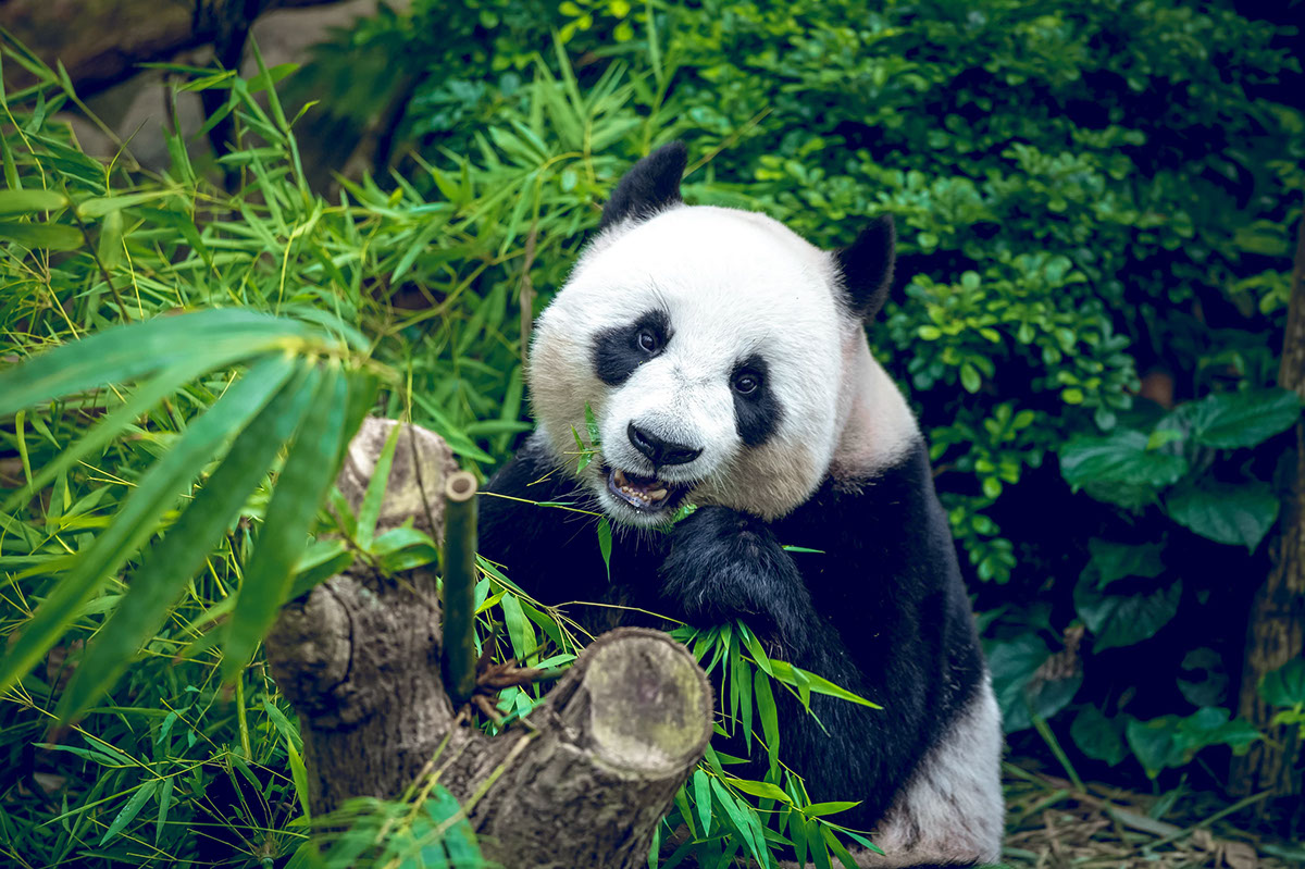 Exito en Conservacion La Historia del Panda Chino rendition image