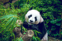 Exito en Conservacion La Historia del Panda Chino
