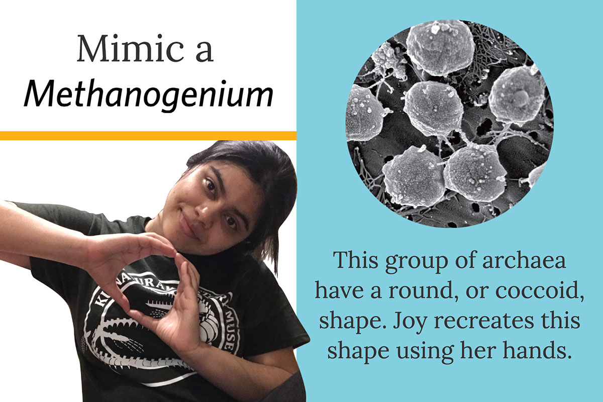 Mimic a Mimic a This group of archaea have a round, or coccoid, shape. Joy recreates this shape using her hands.