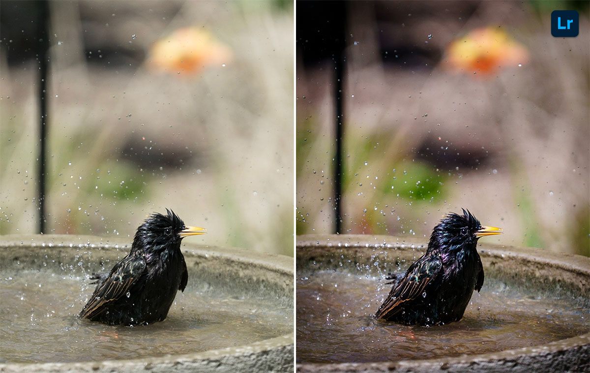 Spish Splash Taking a Bath Edit Lightroom