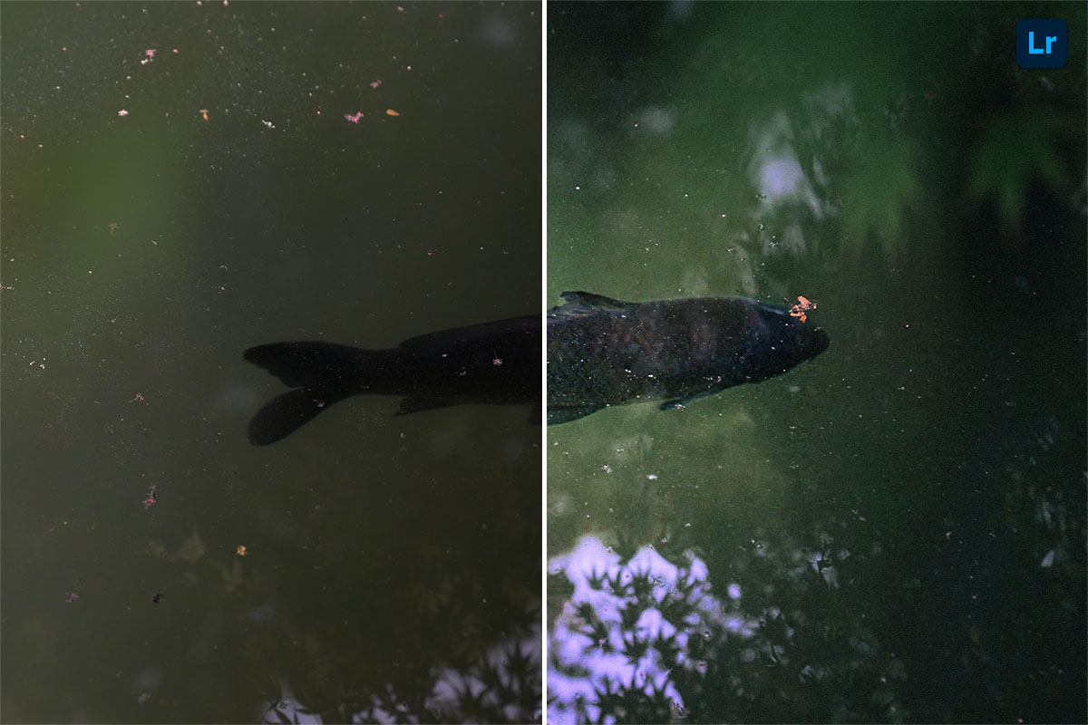 fish | Edit | Photoshop Lightroom