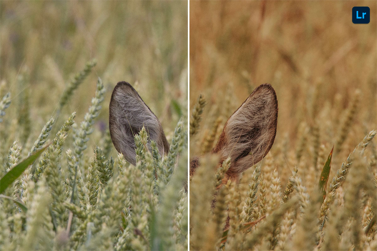 Who's hiding there? | Remix | Photoshop Lightroom