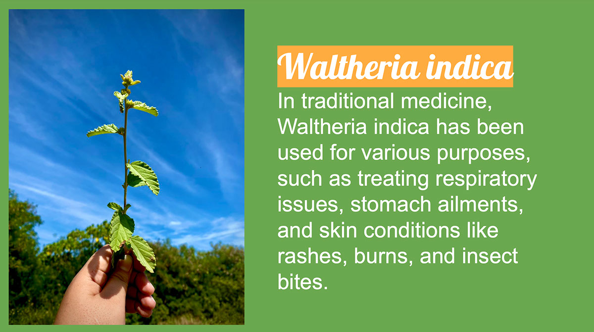 Knowledge Library on Waltheria Indica rendition image