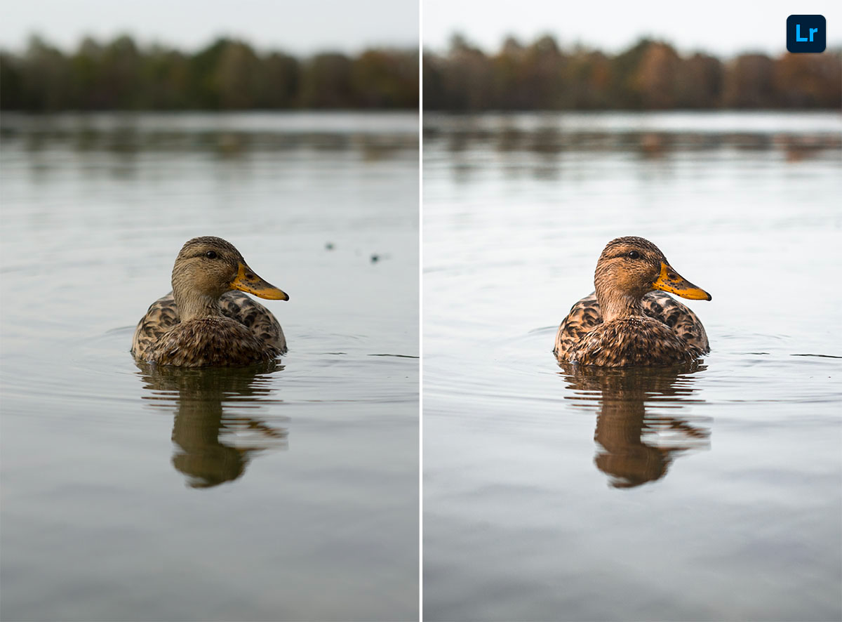 Duck Image Annotation What does the duck say? | Edit | Photoshop Lightroom