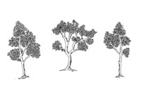 Sample_sketch_tree_by_feipco