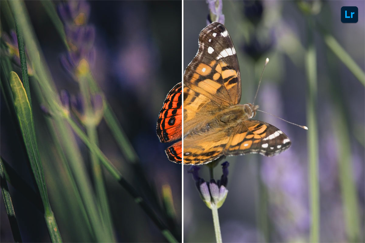 Butterfly in Bloom | Edit | Photoshop Lightroom