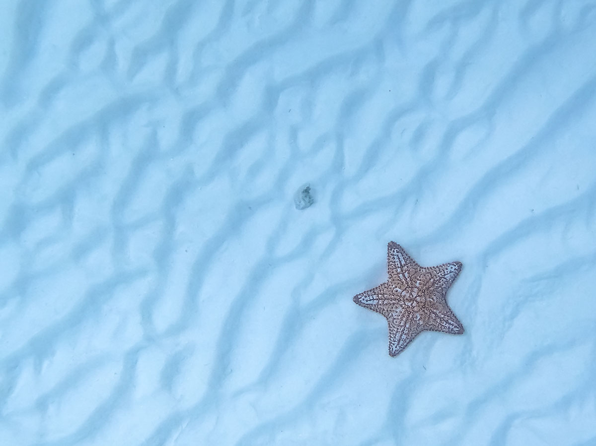 Cozumel Starfish rendition image
