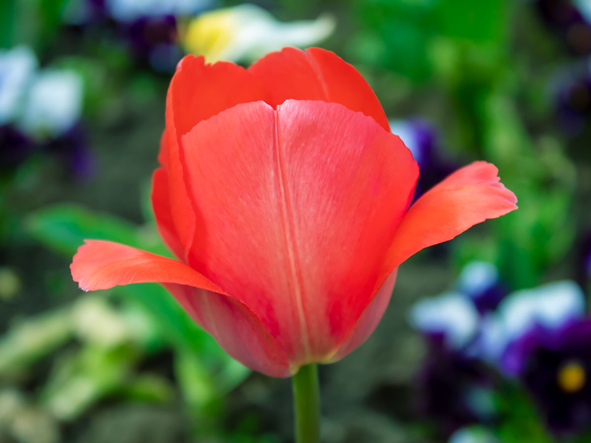 Red Tulip Macro rendition image