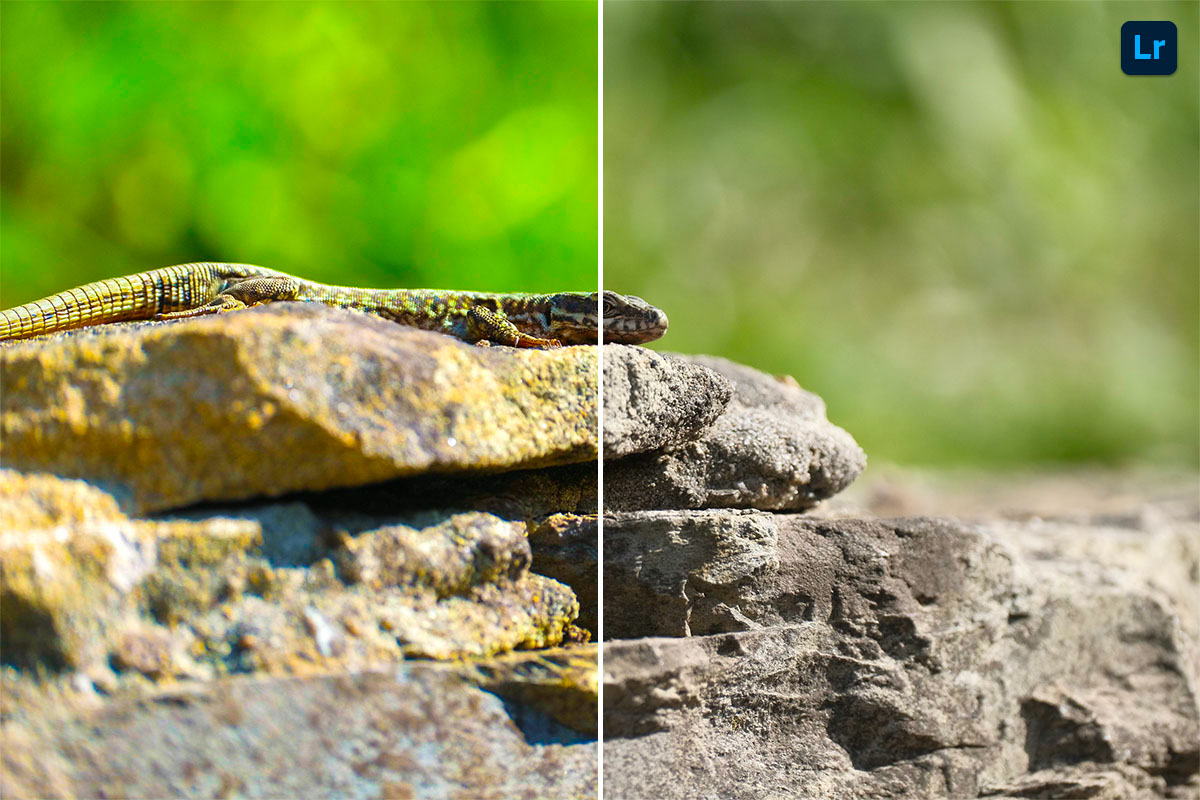 Lizard Remix lizard | Remix | Photoshop Lightroom