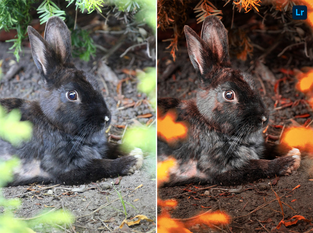 Lovely's Rabbit | Edit | Photoshop Lightroom
