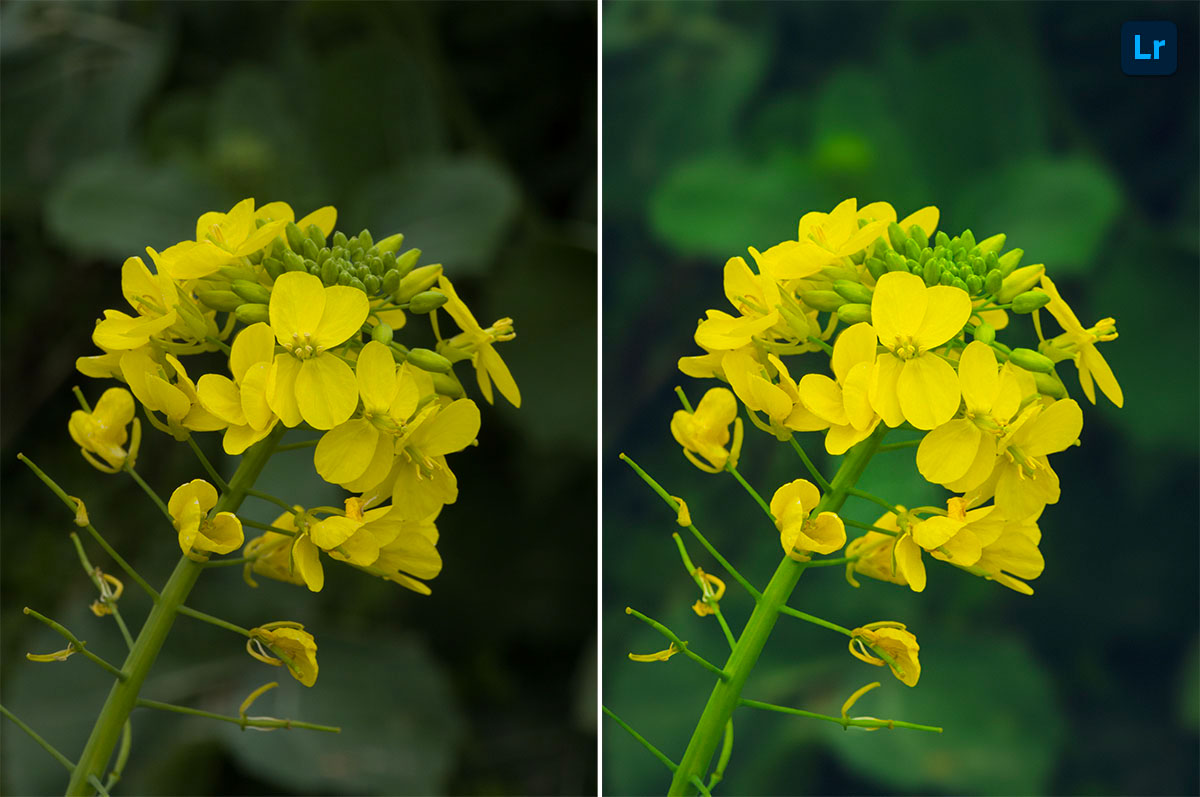 rape blossoms | Remix | Photoshop Lightroom