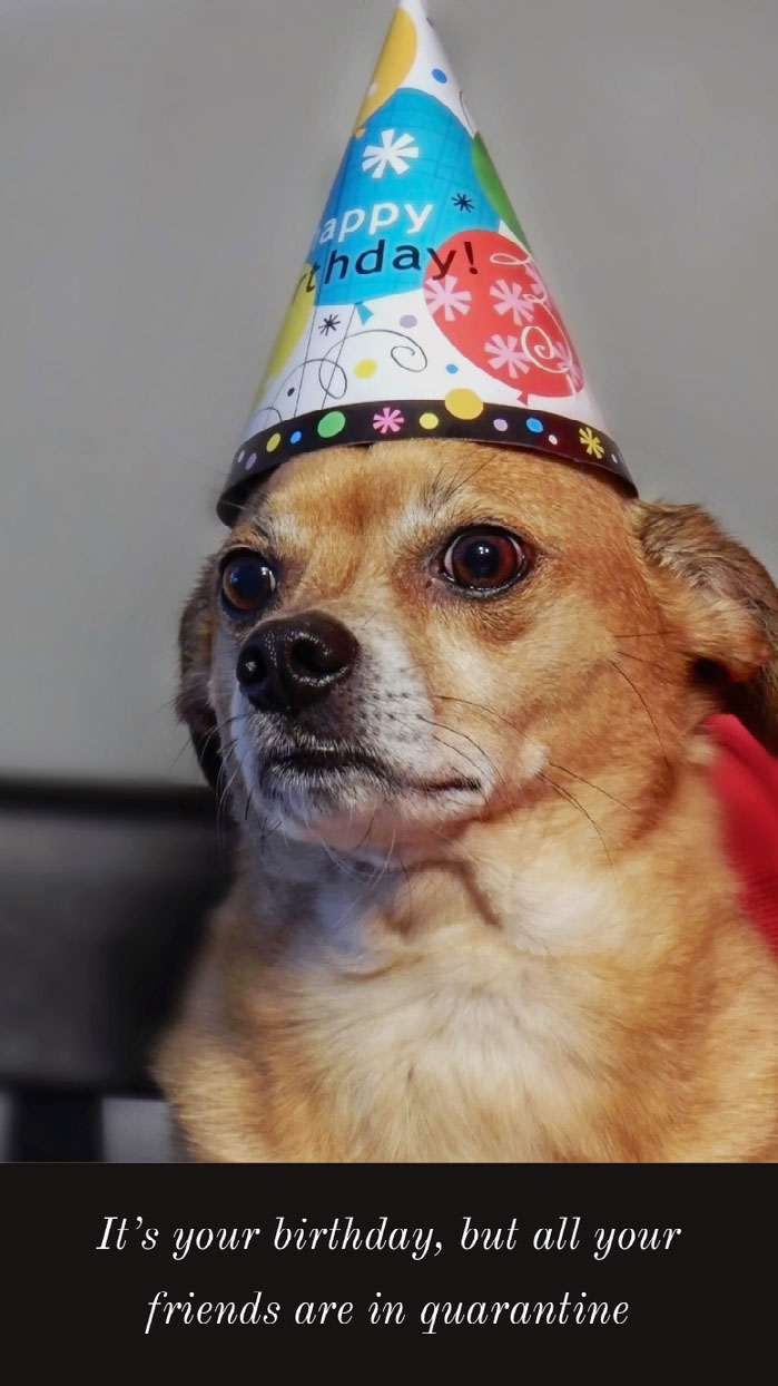 Dog With Hat Meme Template