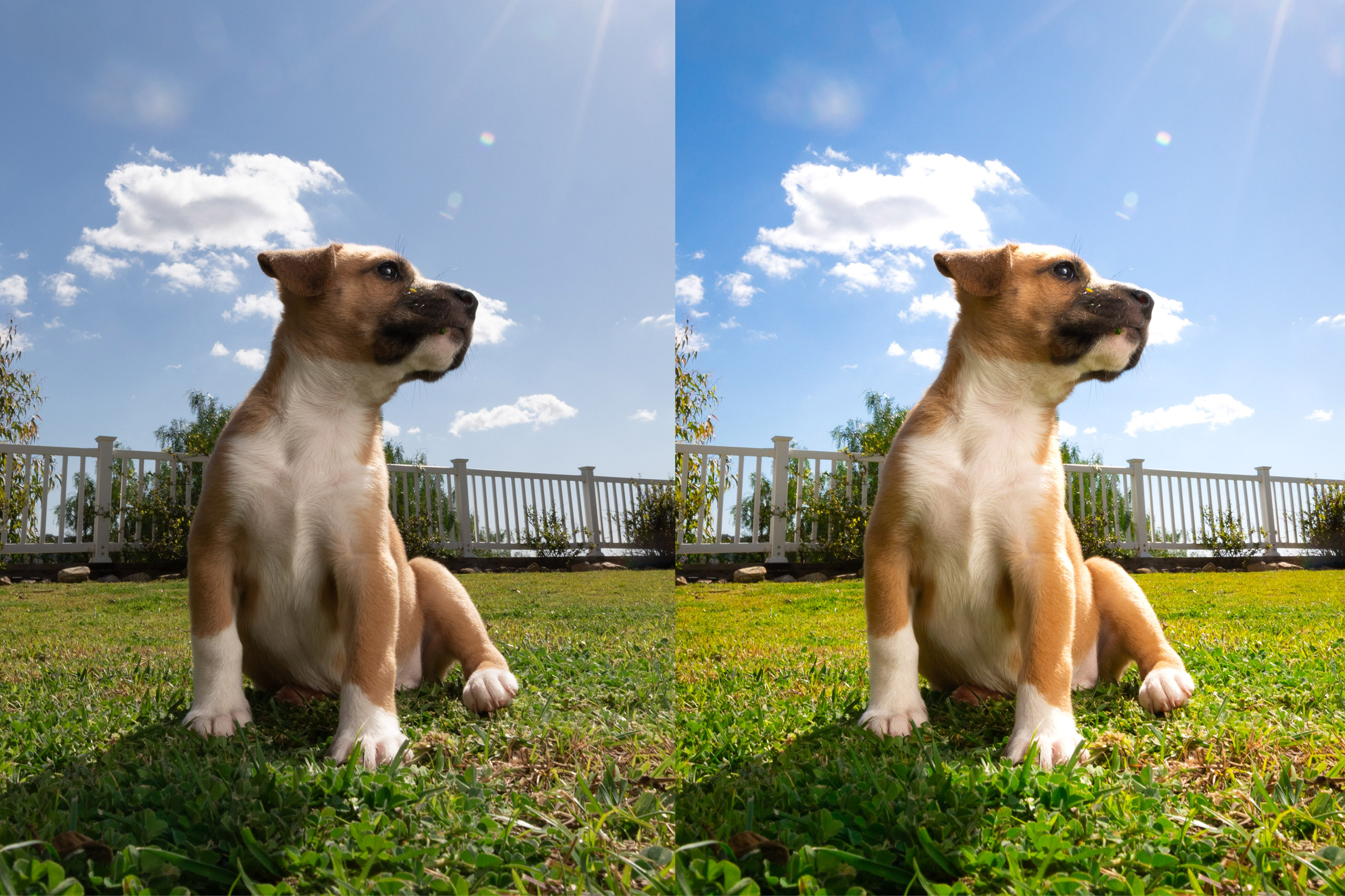 total makeover of an outdoor dog photo