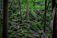 Moss Forest 1297