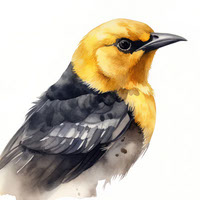 yellow-blackbird
