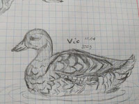 Mallard duck swimming - female