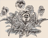 Pansy flowers sketch botanical print