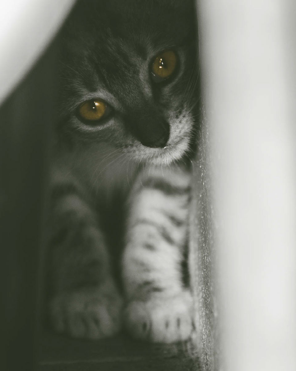Catiger (Predator or Prey) | Edit | Photoshop Lightroom
