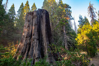 Sequoia NP Tree stump
