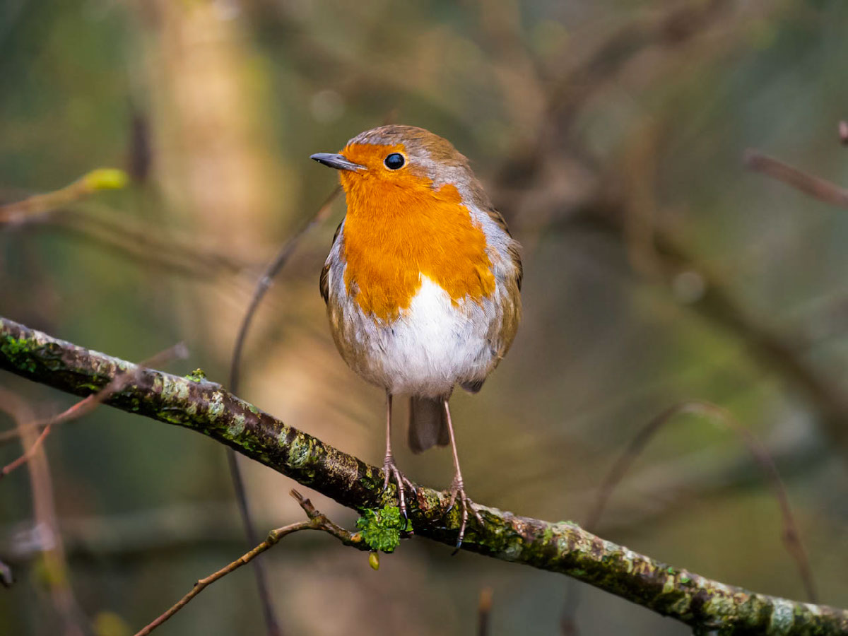 Robin Red Breast Edit Lightroom