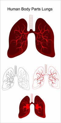Human Body Parts - Lungs