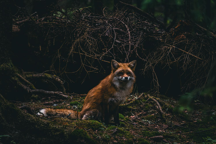 Improve your photography skills | Adobe Lightroom