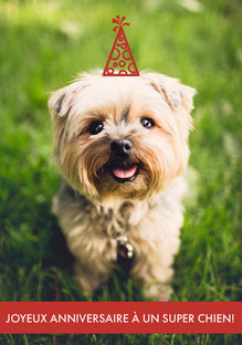 Modele De Carte D Anniversaire Gratuit Adobe Spark