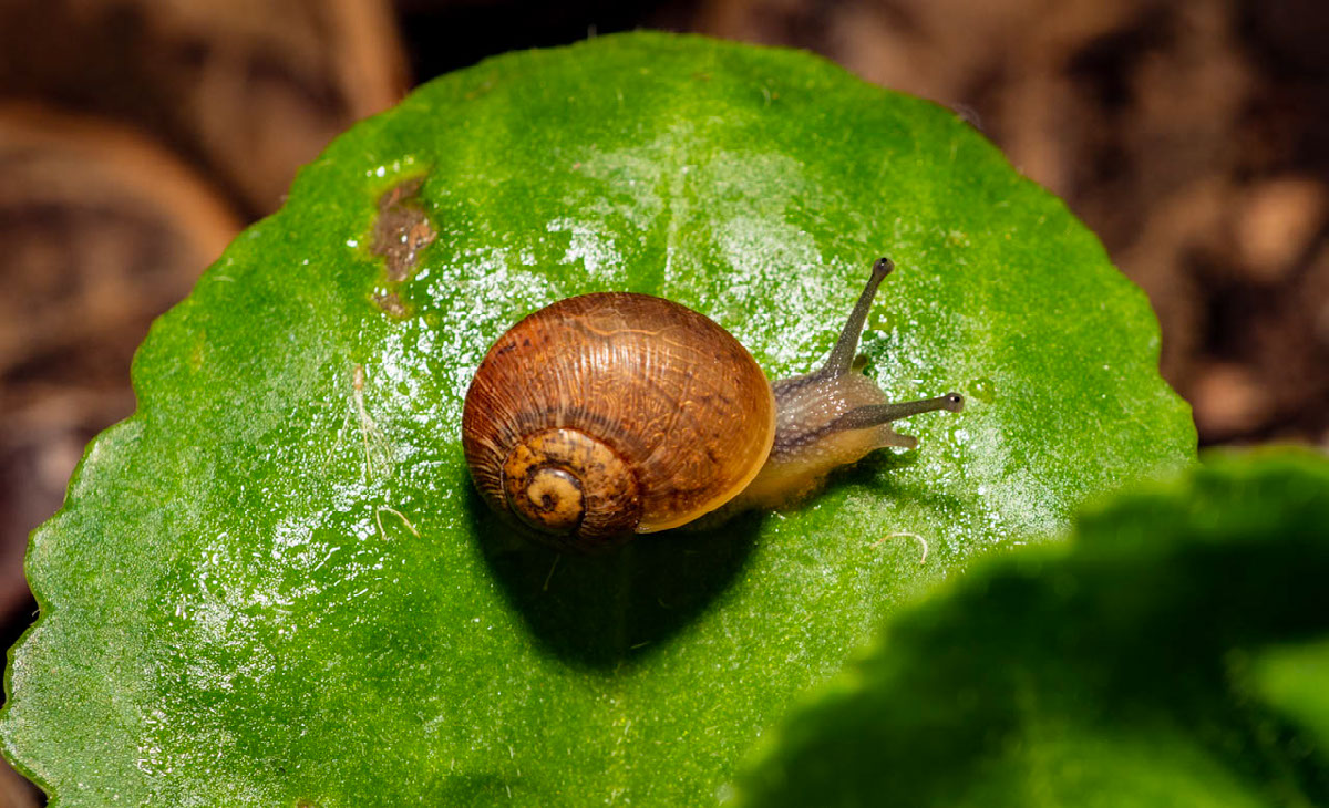 Snail Macro | Edit | Photoshop Lightroom