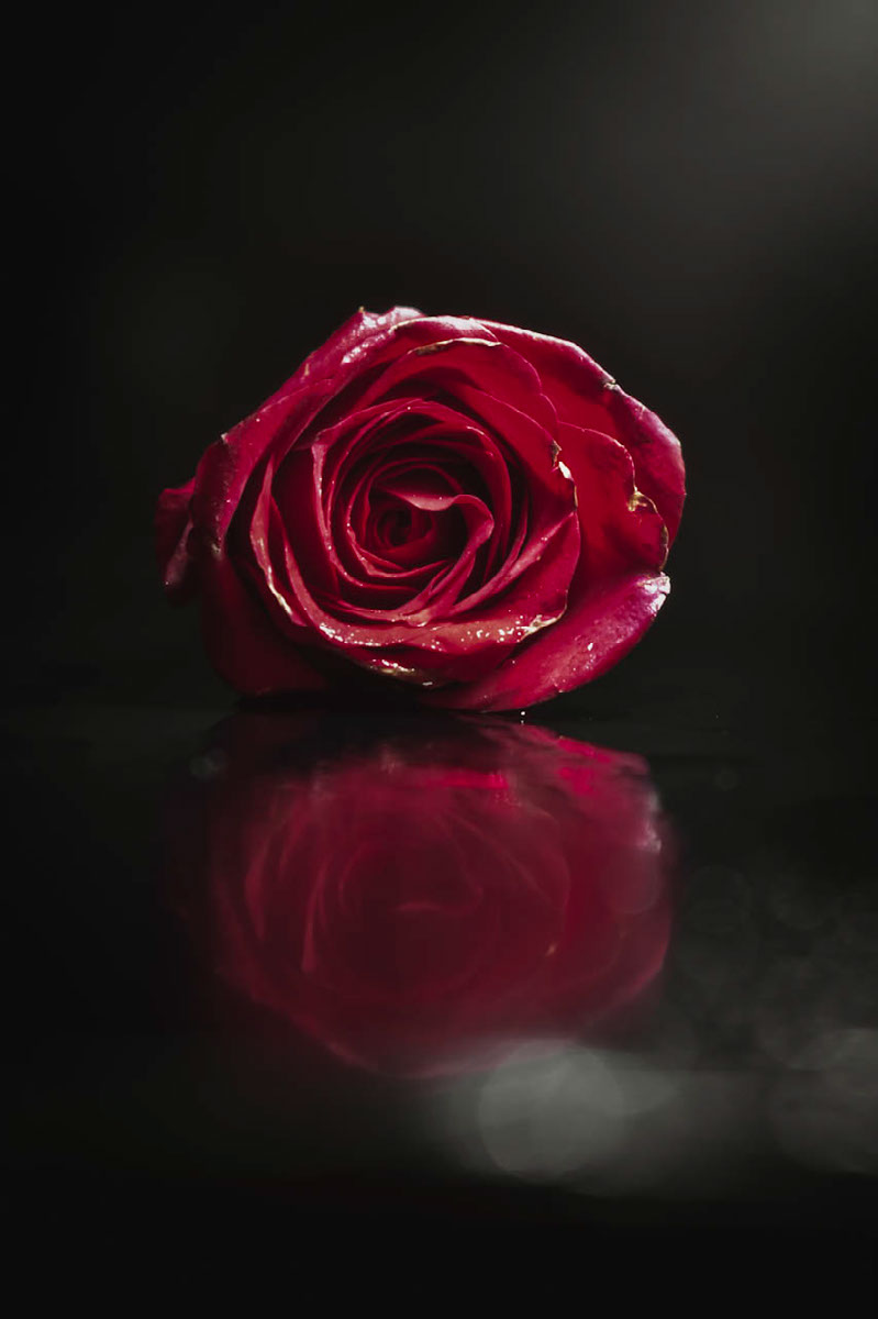 Rose | Edit | Photoshop Lightroom