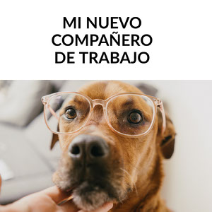 Creador De Memes Online Gratis Adobe Spark