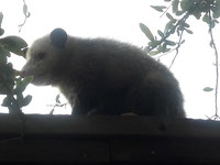 Adult Opossum on a fence
