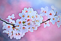 Japanese Cherry Blossom -JPG_PDF_PNG