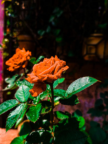 Improve your photography skills | Adobe Lightroom