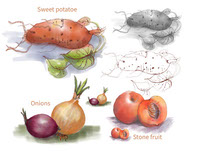 Botanical seed fruit and vegetables