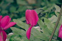 Pink Cyclamen persicum By Aravind Reddy Tarugu
