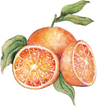 Citrus Fruits Clipart_Personal