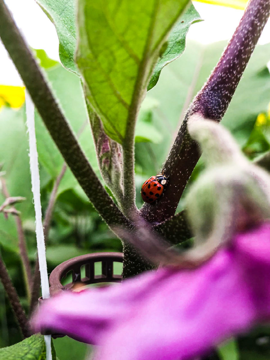 Lady bug | Edit | Photoshop Lightroom