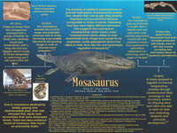 Mosasaurus_Group20