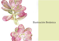 ilustracion botanica