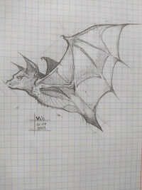 Flying bat sketch