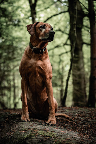 Rendition ridgeback hot sale